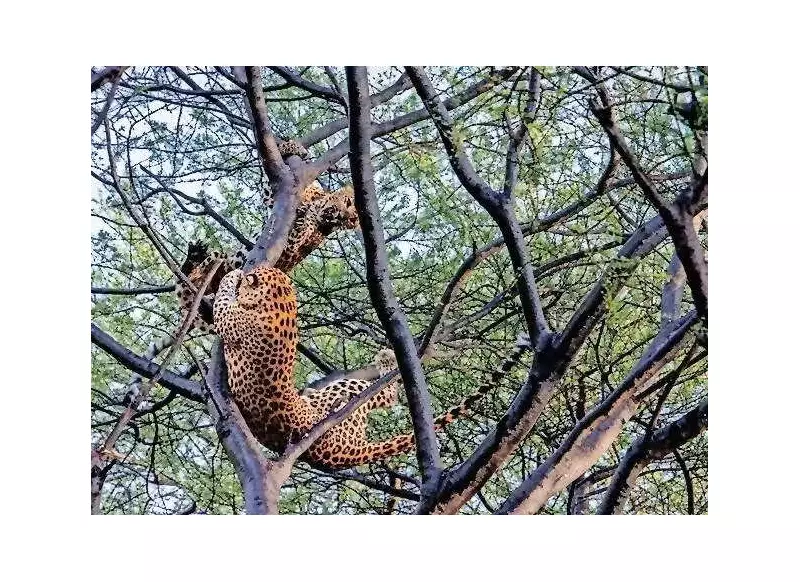 Sanctuary Awards 2025: Leopard Photo Wins, Expert Slams Sterilisation Plan