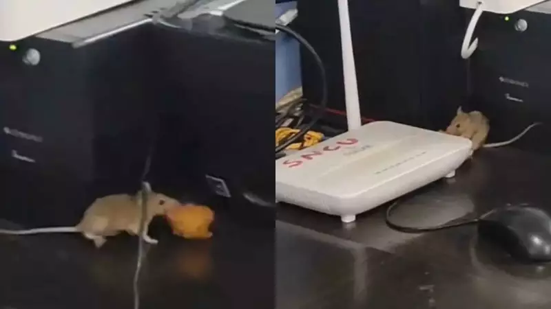 Satna Hospital Issues Notices to 24 Staff After Rats Found in Newborn ICU