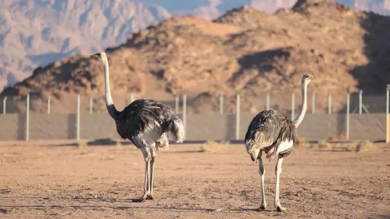 Saudi Arabia Reintroduces 'Camel Bird' After 100 Years: A Conservation Milestone