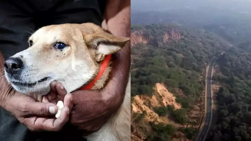 SC's 2025 Flip-Flops: A Year of Reversed Orders & Credibility Concerns