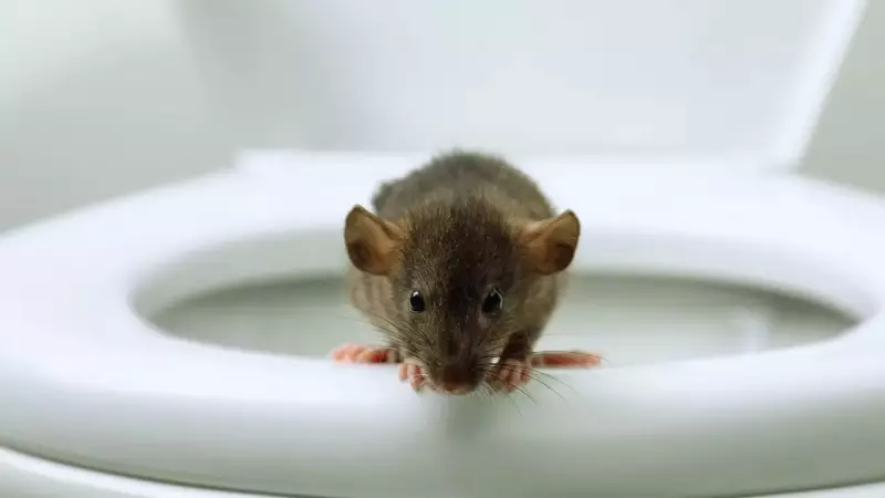 Seattle Floods Warning: Rats May Emerge in Toilets, Health Officials Issue Alert