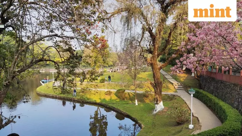 Shillong's Creative Revival: How Wine, Words & Cherry Blossoms Fuel Meghalaya's Post-Pandemic Economy