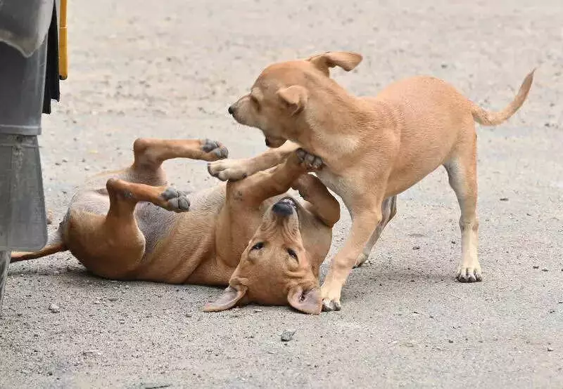 Shimla Launches 15-Day Drive to Clear Stray Animals by Jan 1