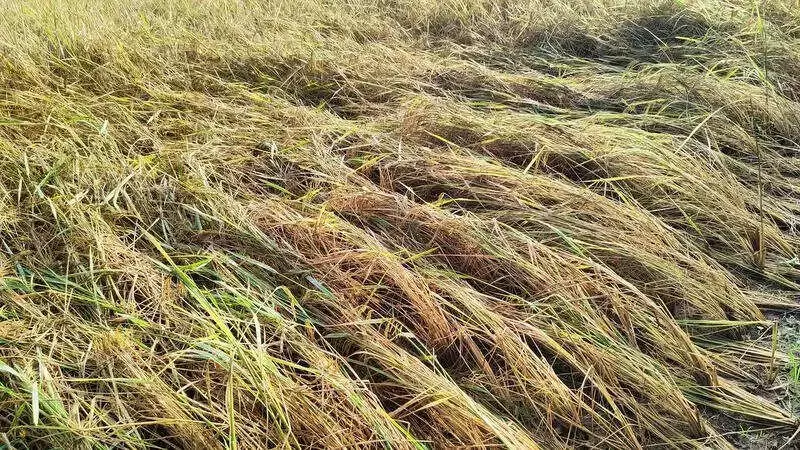 Shivamogga Farmers Fume Over Meagre Crop Loss Payouts Despite Heavy Rains