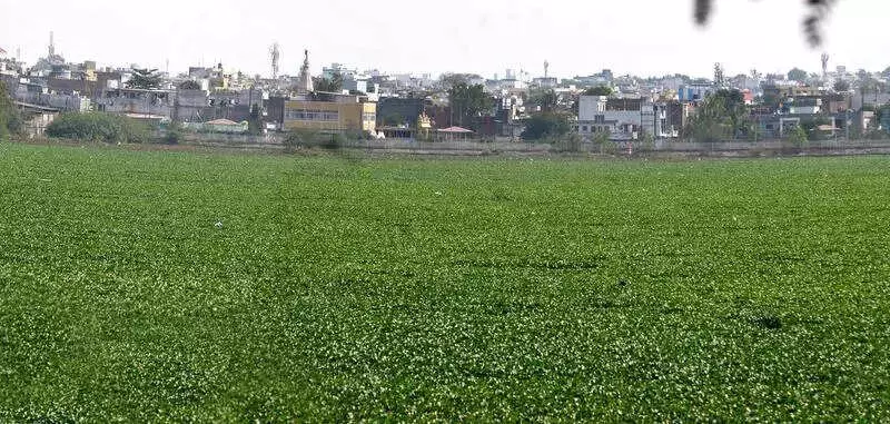 Sirpur Lake's Migratory Bird Count Plummets 50% as Hyacinth Chokes Wetland