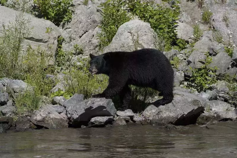 Sloth Bear Attack in Nanded: Forest Dept Corrects Leopard Claim