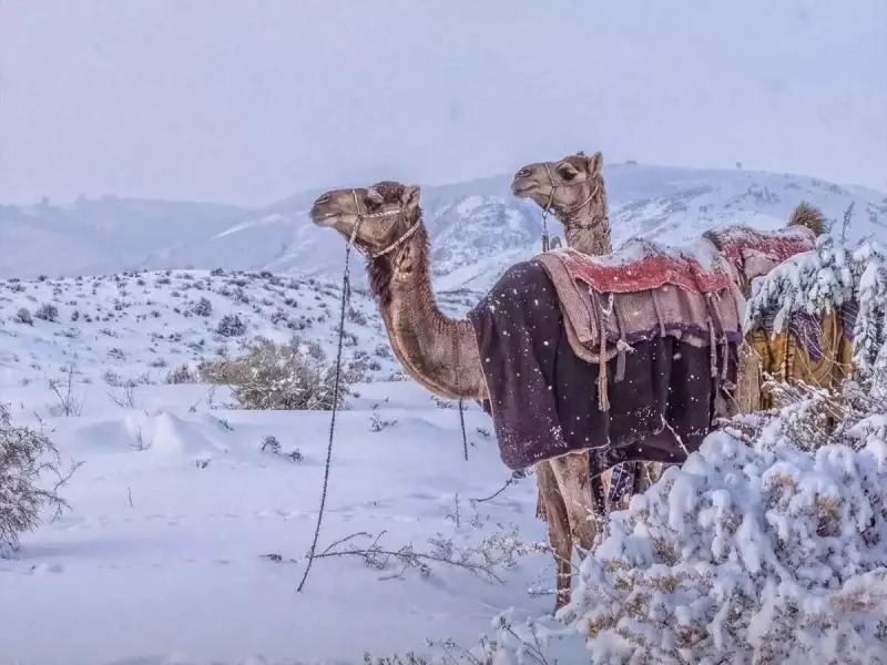 Snow Blankets Saudi Arabia's Tabuk Desert: Stunning Photos Go Viral