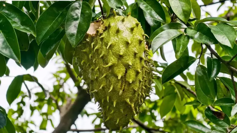 Soursop Leaf Fungi Show Promise in Cervical Cancer Fight: New Study