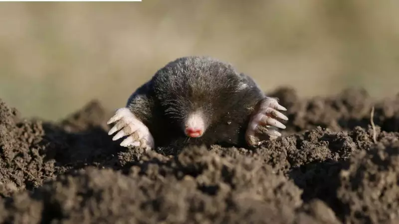Stop Moles in Your Garden: 10 Common Mistakes That Attract Them