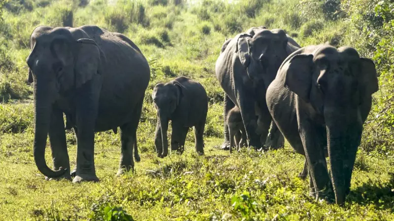 Supreme Court Backs Elephants, Orders Resorts Off Sigur Corridor