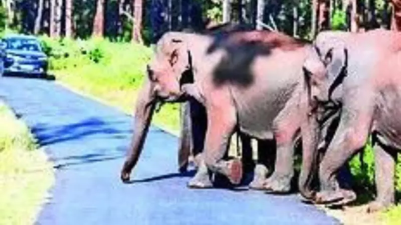 Supreme Court Sides with Elephants, Orders Removal of Resorts on Sigur Corridor