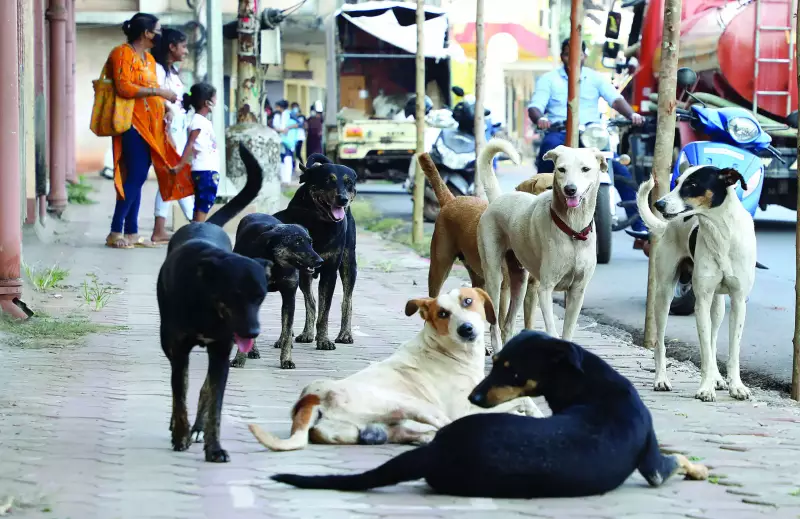 Supreme Court to Show Video on Stray Dog 'Humanity' Amid MCD Row