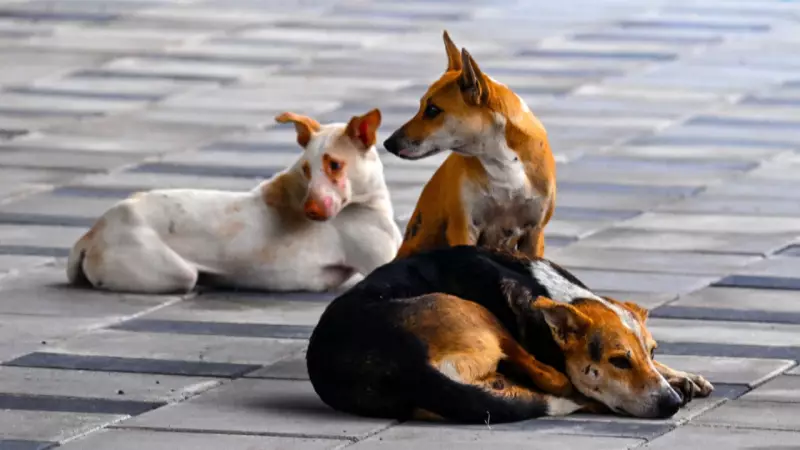 Survey: 91% Indians Feel Safer with Street Dogs, Debunking Safety Myths