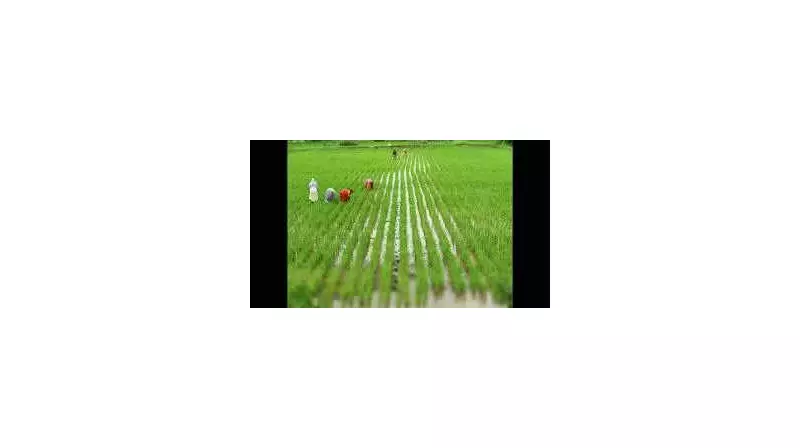 Tamil Nadu Farmers Seek Key Officials at Crucial Paddy Procurement Meet