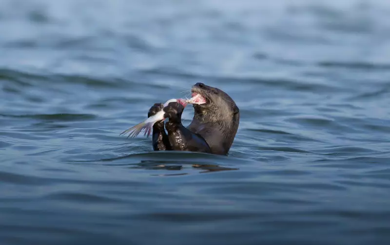 Tamil Nadu Launches Rs 20 Lakh Otter Conservation Project in Cauvery Delta