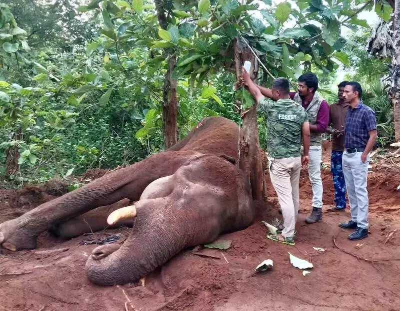 Tenkasi Forest Dept Rescues Ailing Wild Elephant After 2-Day Intensive Treatment