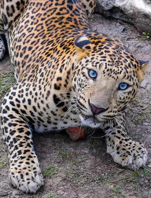 Thane on Alert After Second Leopard Sighting Near Warli Pada