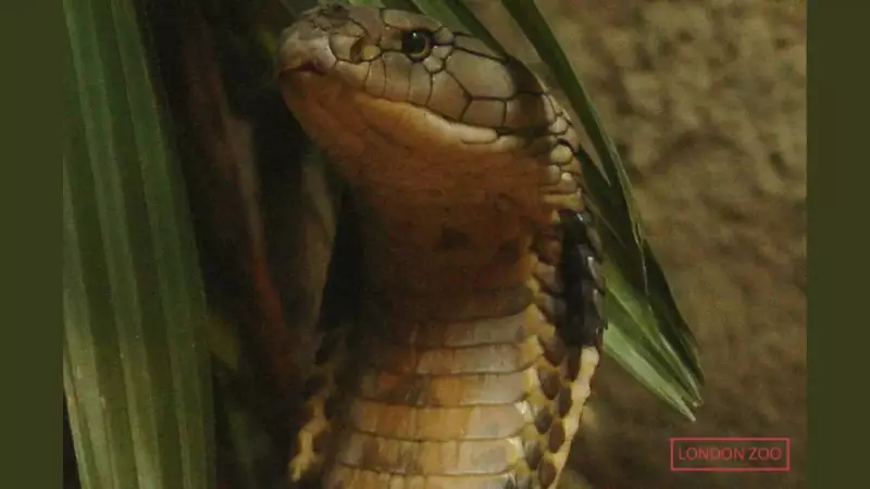 The Lost Giant: How WWII Bombing Destroyed the World's Longest King Cobra