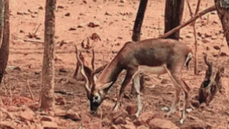 Three Young Blackbucks Found Dead with Gunshot Wounds in Karnataka Reserve