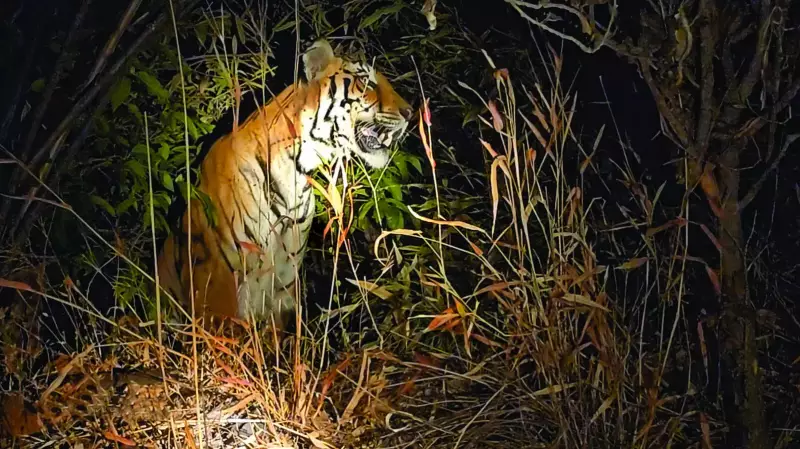 Tiger Attacks Surge in Goa Border Region: Cattle Killed in Mhadei