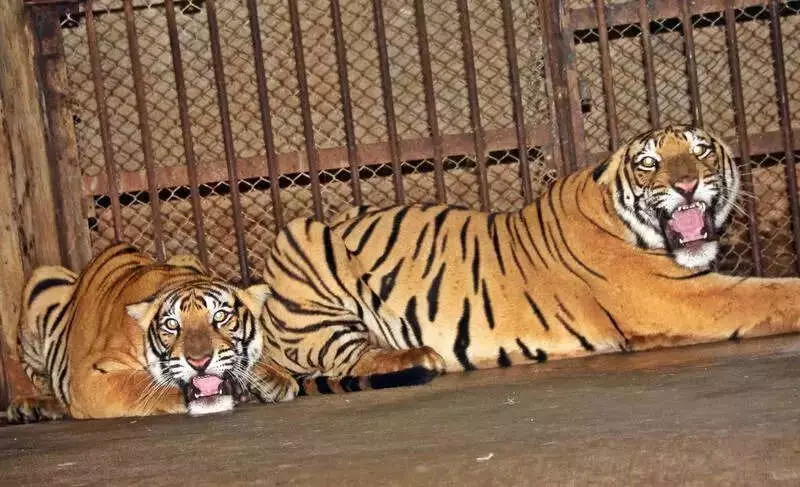Tiger Cubs Tennyson & Oliver Debut at Pilikula Park During Karavali Utsava