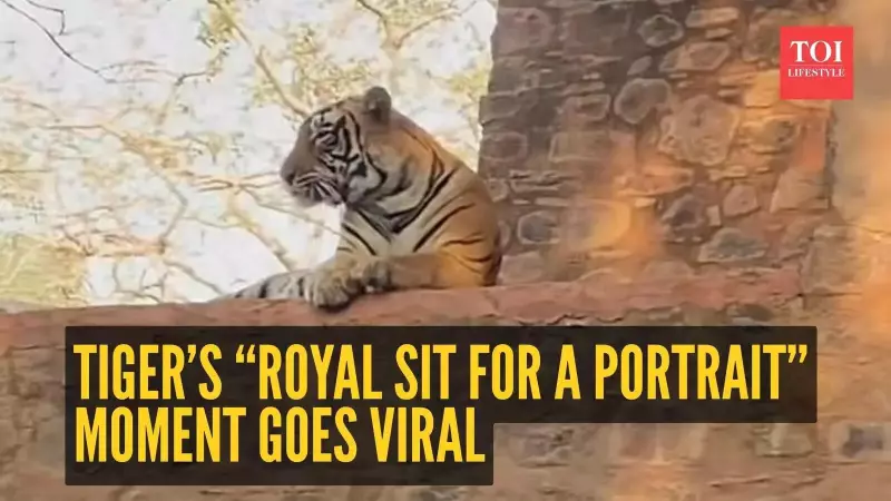 Tiger's Royal Stroll at Ranthambore Fort Stuns Tourists, Video Goes Viral