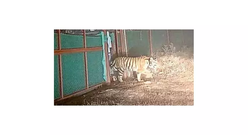 Tigress PN-224 Airlifted to Ramgarh Vishdhari, Set for Wild Release