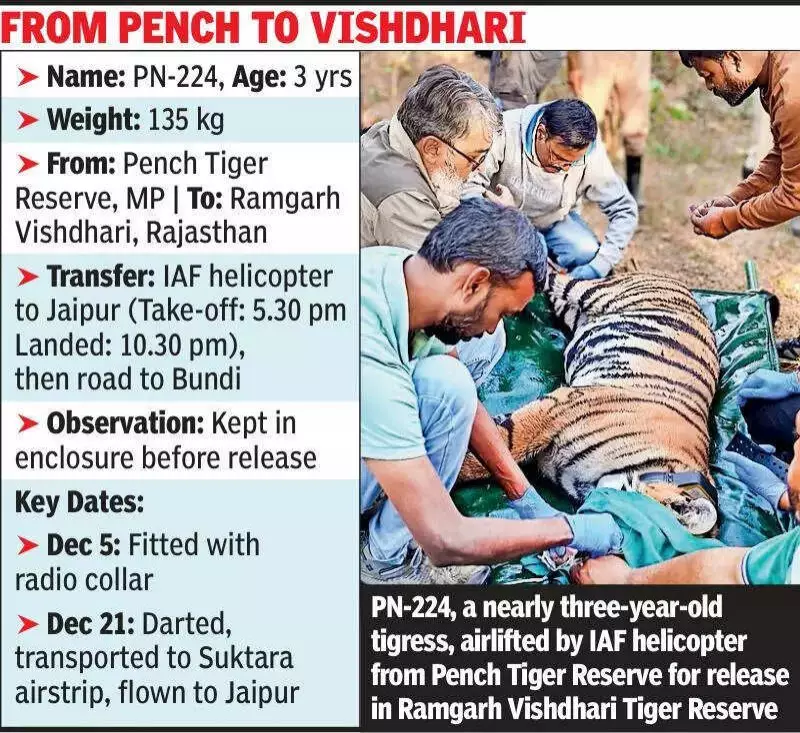 Tigress PN-224 Flown from MP to Rajasthan in 2nd Interstate Tiger Relocation