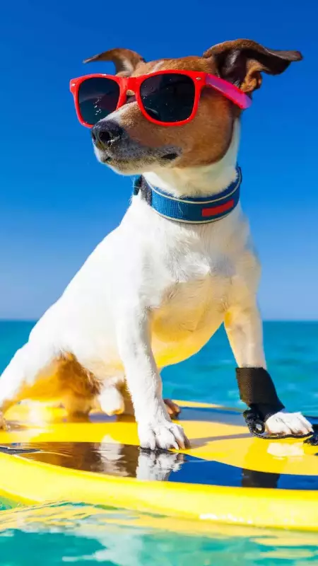 Top 10 Most Popular Dog Names for 2025 Revealed: Luna Leads Again