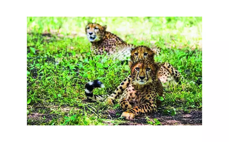 Tragedy Strikes Kuno: Cheetah Cub Dies After Historic Release in MP