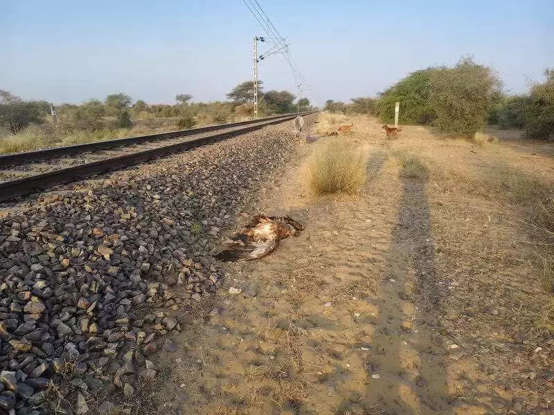 Train Collision Kills 2 Rare Vultures in Jaisalmer, 1 Injured