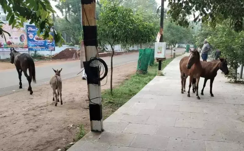 Trichy's New Stray Menace: Ponies & Donkeys Join Cattle on City Roads