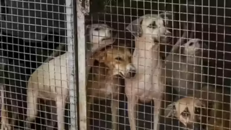 Udgir Sees 22 Stray Dog Bites Since Dec 23, Locals in Panic