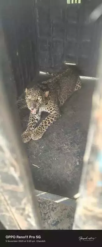Unusual Pune Winter & Fog Drive Leopard Sightings: Experts Explain Why