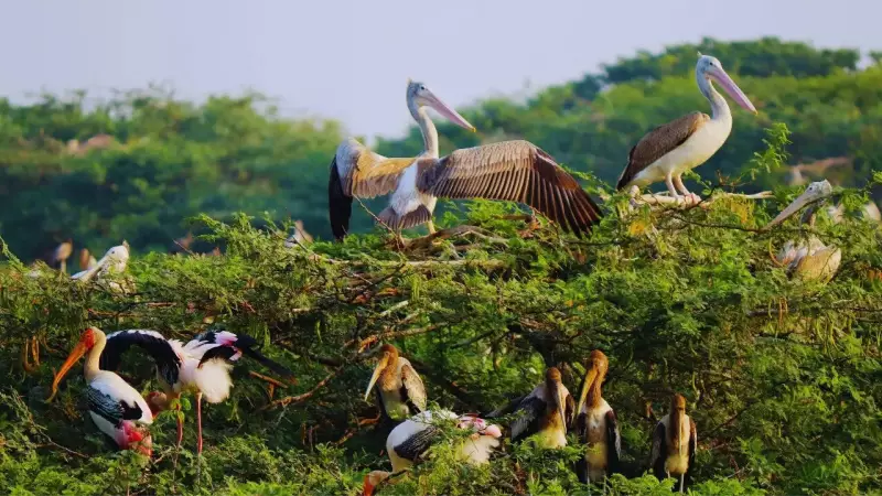 UP's Parvati-Arga Bird Sanctuary Declared Eco-Sensitive Zone to Protect Wetlands