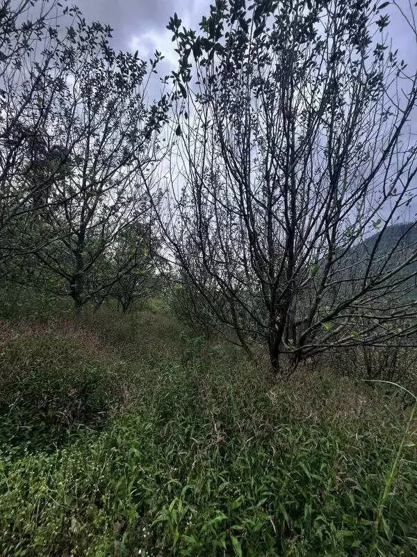 Uttarakhand Apple Crisis: Dry Winter Threatens 30,000 Tonne Harvest in Uttarkashi