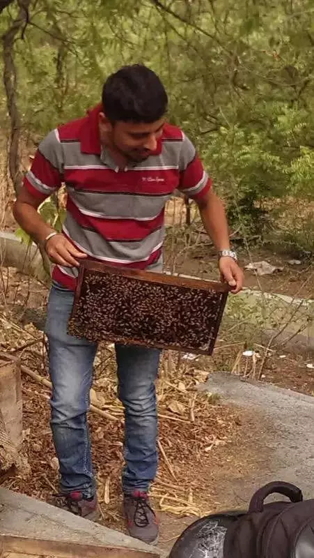 Vanishing Bees Threaten India's Food Security: Pune Initiative Rescues 17k Hives
