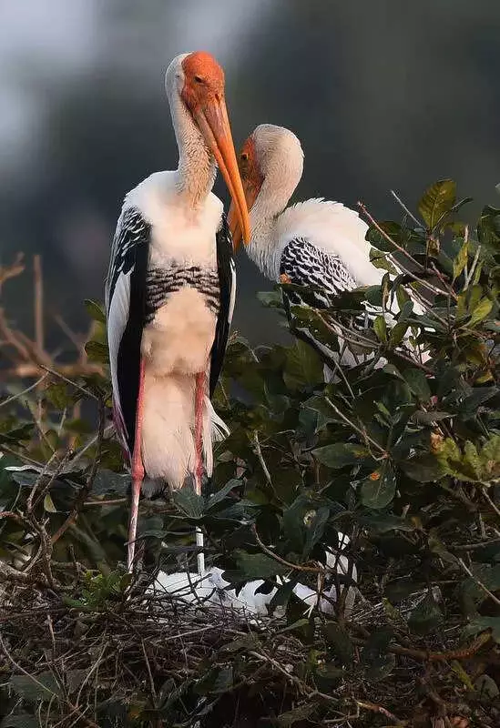 Vedanthangal Bird Sanctuary Goes Digital: Online Ticketing to Ease Crowds