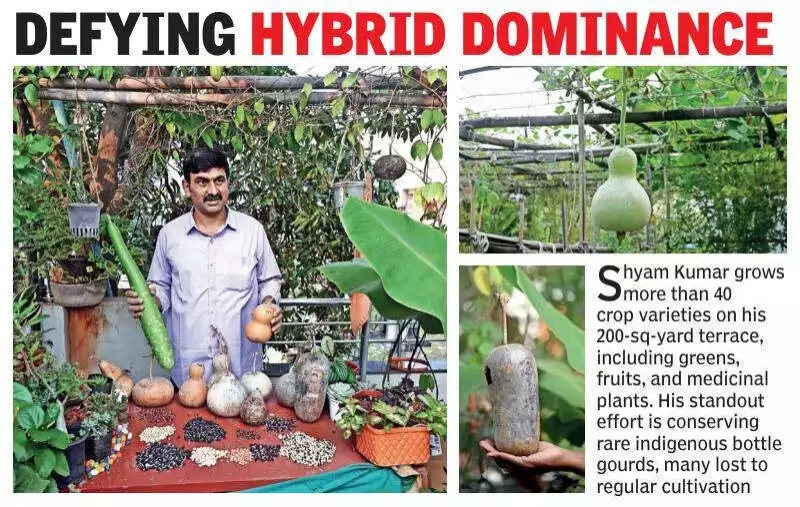 Vijayawada man revives 40+ native crops, saves rare bottle gourds on terrace