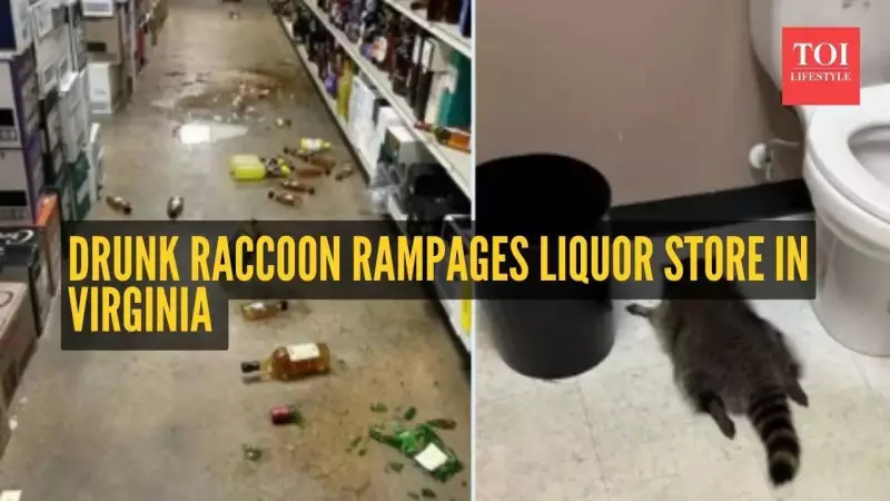 Virginia's 'Trashed Panda' Raccoon: A Black Friday Liquor Heist & Repeat Offender Saga