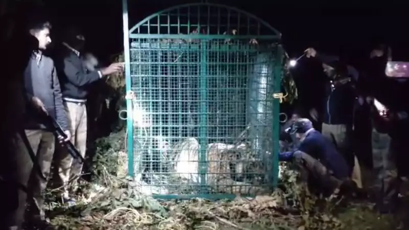 Wayanad 'Maneater' Tiger Captured After Fatal Attack on 65-Year-Old Woman