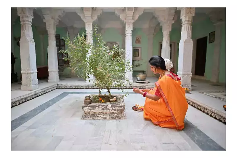 Where to Place Your Tulsi Plant: East Direction is Most Auspicious, Avoid South