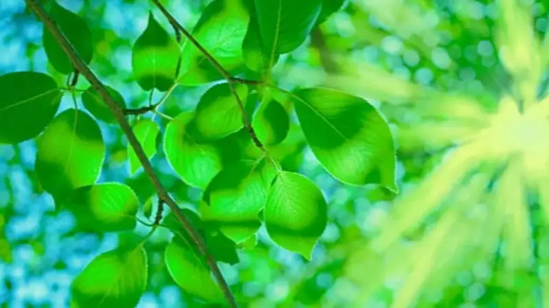 Why Are Leaves Green? The Science of Chlorophyll and Photosynthesis Explained