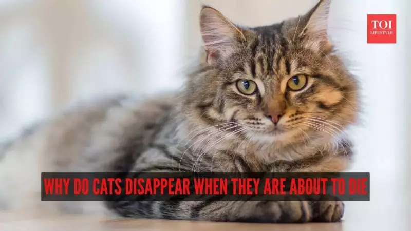 Why Do Cats Disappear When Dying? 3 Instinctive Reasons Explained