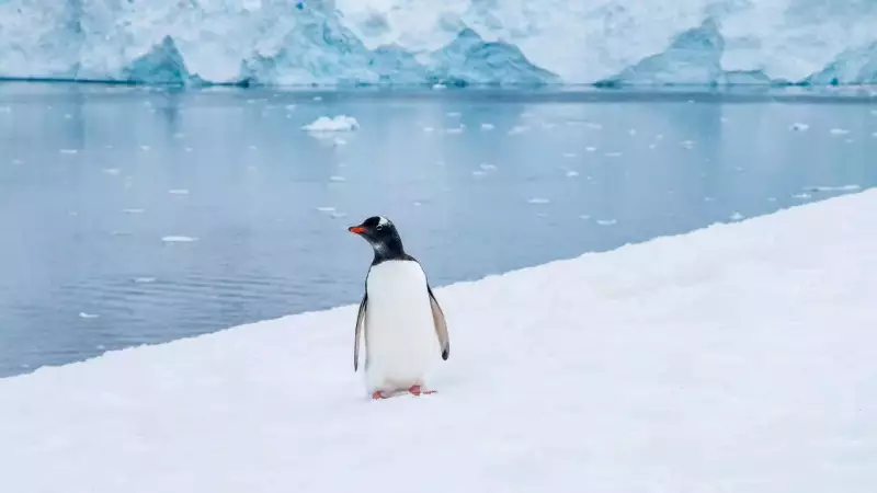 Why Touching Penguins in Antarctica Can Be Deadly: A Lesson in Restraint