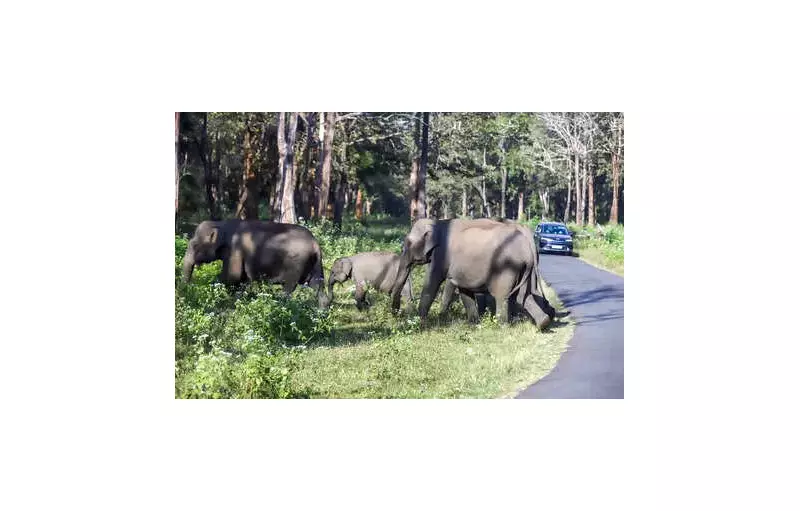 WII Study: Human-Elephant Conflicts in Jharkhand Surge 80% in Key Districts