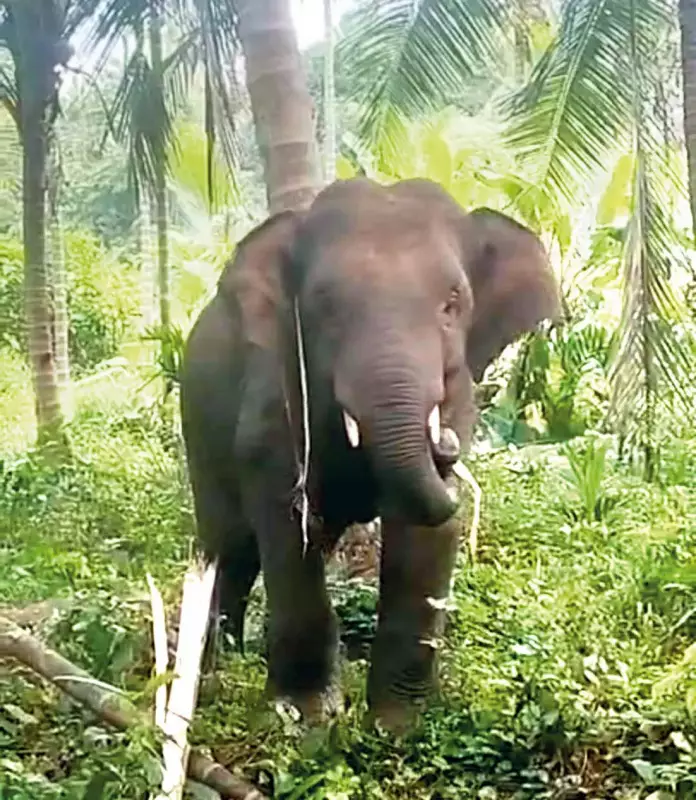 Wild Elephant Omkar's Rampage in Pernem Villages Sparks Fear, Disrupts School Life