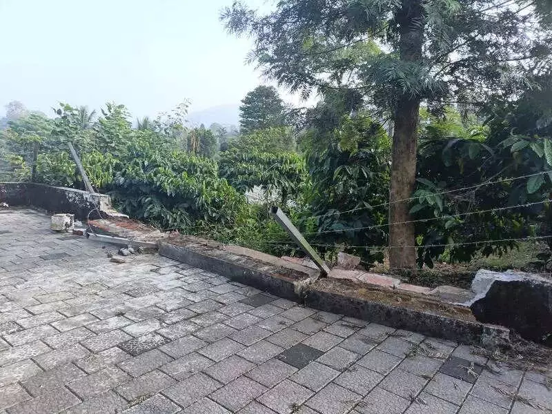 Wild Elephants Rampage in Kodagu, Destroy Crops & Spark Fear Among Planters