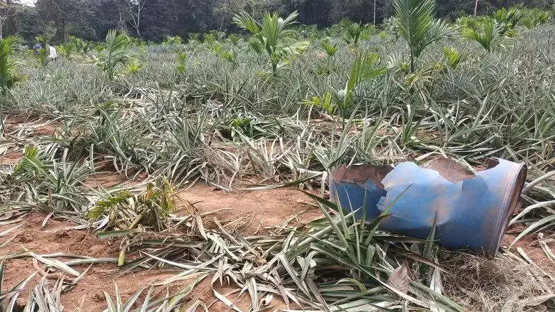Wild Elephants Rampage in Shivamogga, Damage Crops as Forest Corridor Fragments