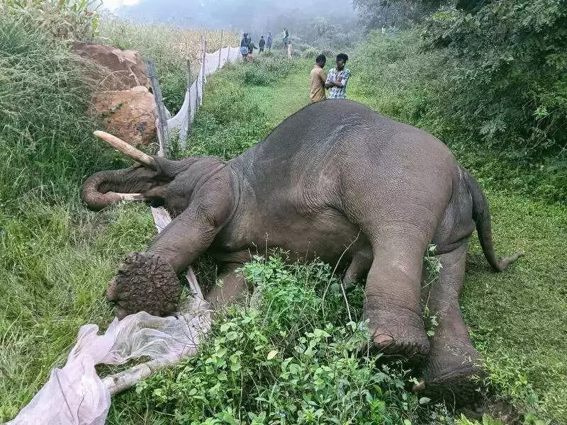 Wild Tusker Dies by Electrocution in Erode's Anthiyur After Touching Private Fence